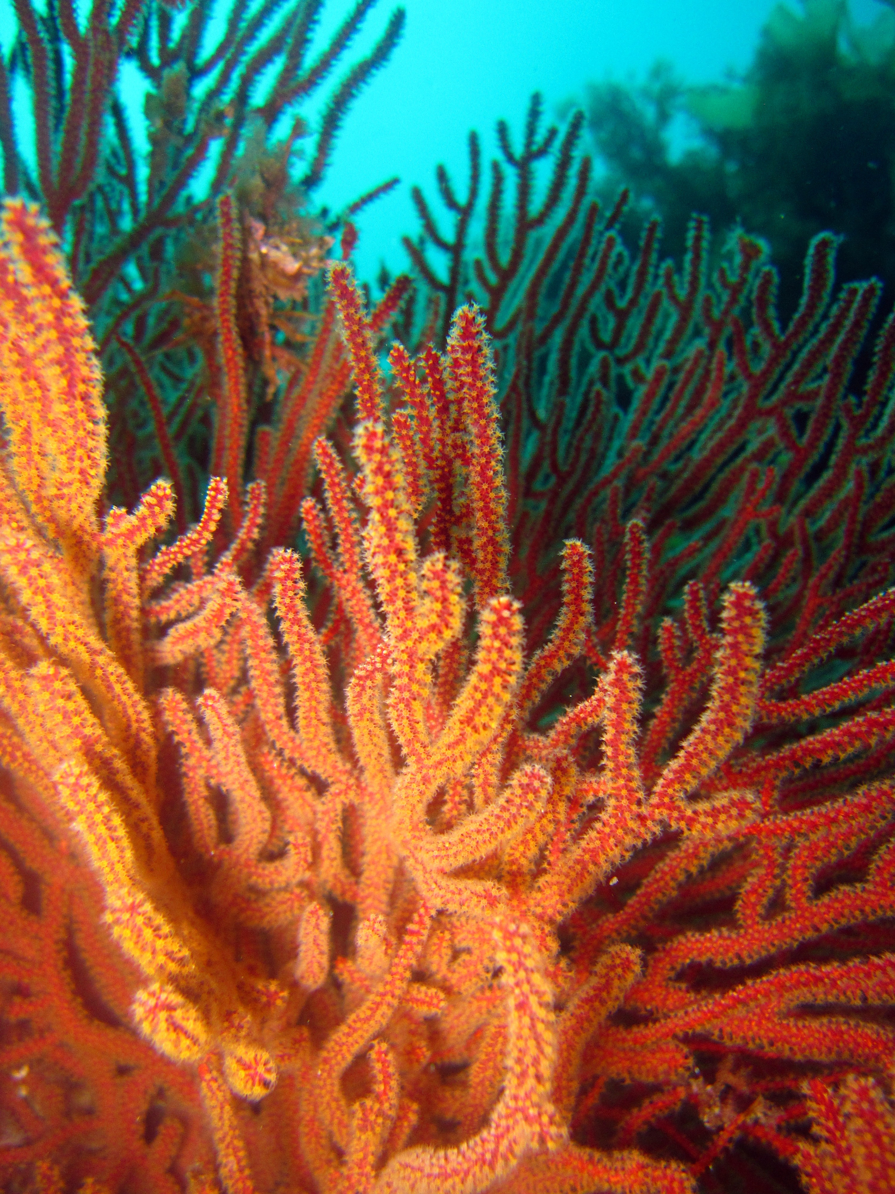 Bright orange coral with yellow protrusions under water.