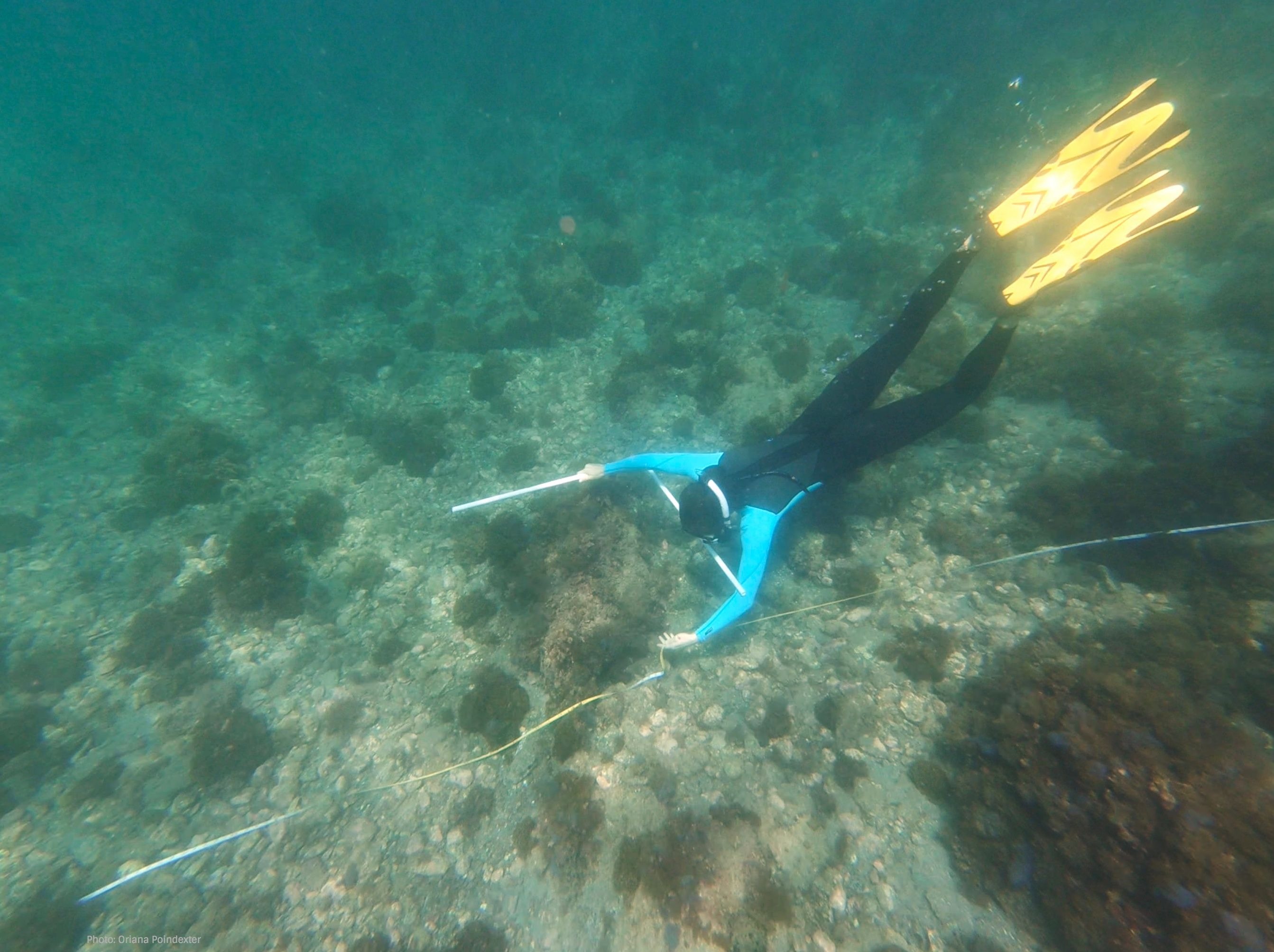 Diver in blue-trimmed wetsuit swimming across rocky ocean floor.