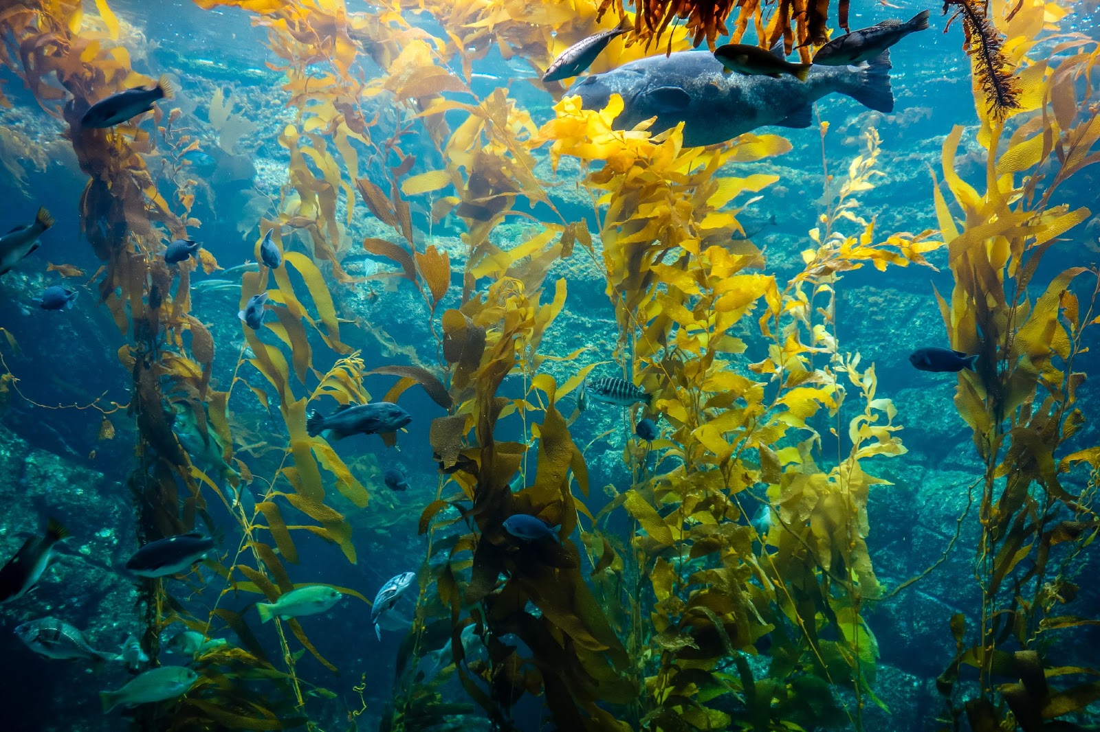 Blue Planet III Will Kelp Forests Make The Cut Marine Biodiversity 