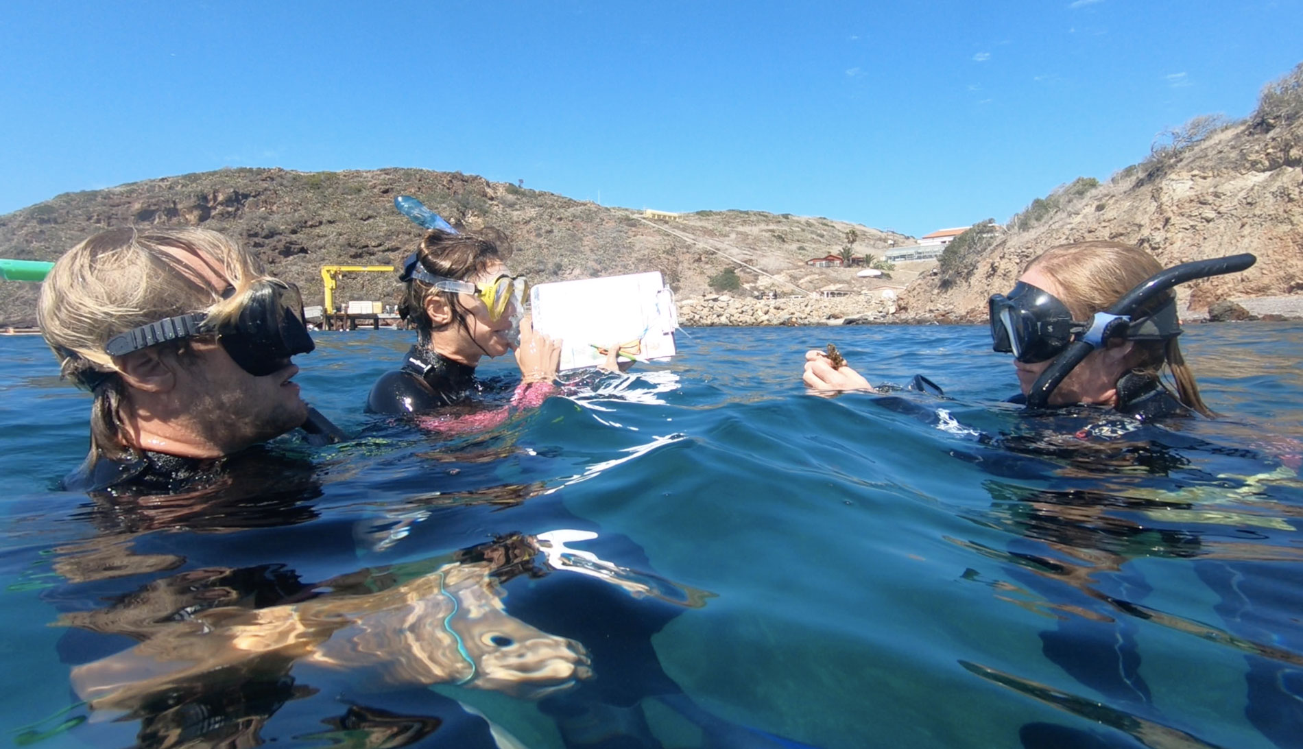 Snorkel divers in the water off of an island looking at a clipboard.